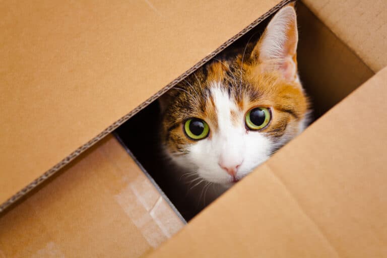 Calico Cat in a Box